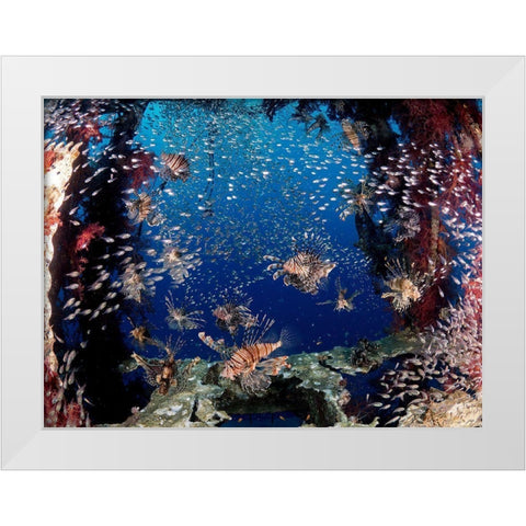 Lionfish Party White Modern Wood Framed Art Print by Ben Tov, Ilan