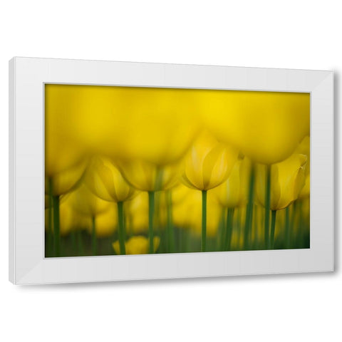Yellow One Color White Modern Wood Framed Art Print by Suzuki, Takashi