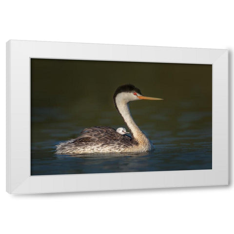 Front Seat View White Modern Wood Framed Art Print by Barsh, Greg