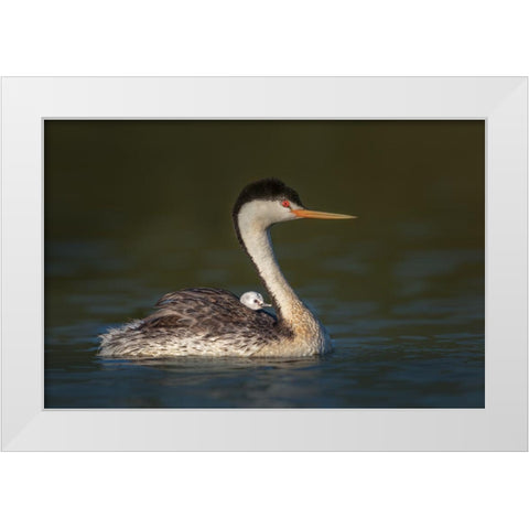 Front Seat View White Modern Wood Framed Art Print by Barsh, Greg