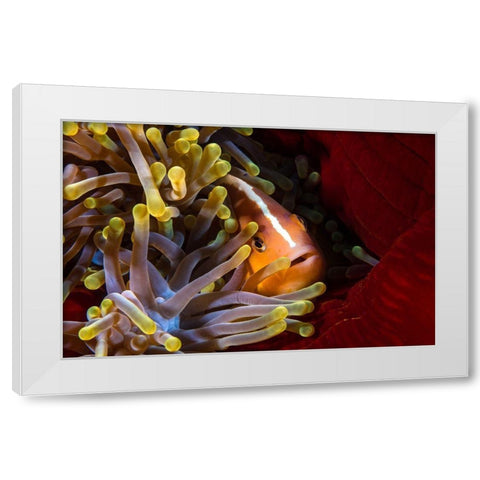 Skunk Clownfish White Modern Wood Framed Art Print by Gabriel, Barathieu