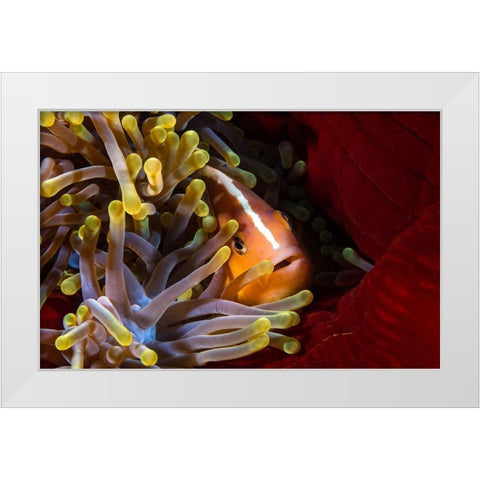 Skunk Clownfish White Modern Wood Framed Art Print by Gabriel, Barathieu