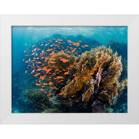 Reefscape White Modern Wood Framed Art Print by Ben Tov, Ilan