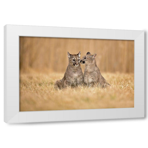 Cougars White Modern Wood Framed Art Print by Zygmunt, Milan