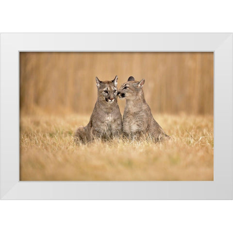 Cougars White Modern Wood Framed Art Print by Zygmunt, Milan