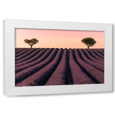 Lavender Field White Modern Wood Framed Art Print by Kevin