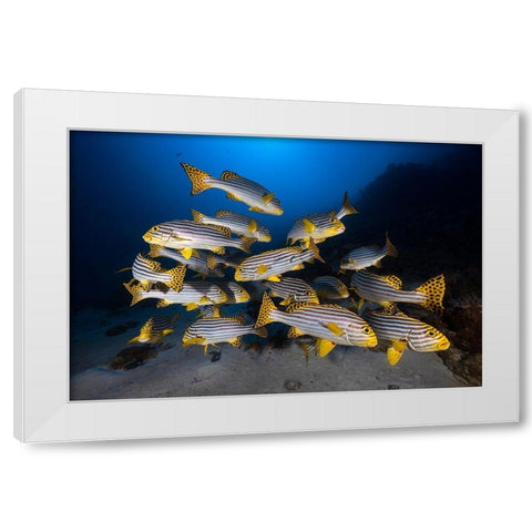 Underwater Photography-Indian Ocean Sweetlips White Modern Wood Framed Art Print by Gabriel, Barathieu