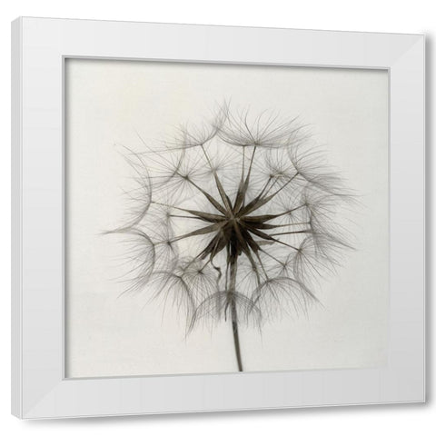 Tragopogon White Modern Wood Framed Art Print by Gronkjar, Lotte