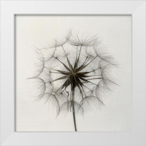 Tragopogon White Modern Wood Framed Art Print by Gronkjar, Lotte