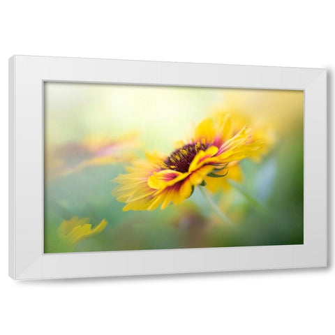 Gaillardia White Modern Wood Framed Art Print by Parker, Jacky