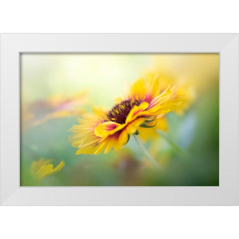 Gaillardia White Modern Wood Framed Art Print by Parker, Jacky