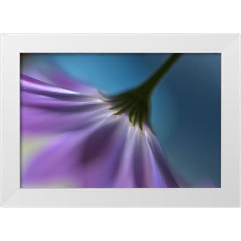 Bright Marguerites White Modern Wood Framed Art Print by Westum, Heidi