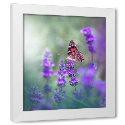 Lavender Queen... White Modern Wood Framed Art Print by Nan, Juliana