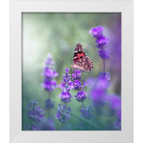 Lavender Queen... White Modern Wood Framed Art Print by Nan, Juliana