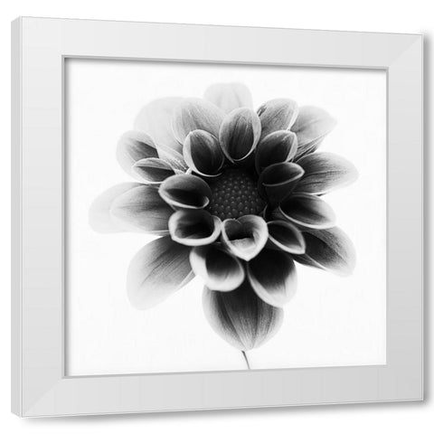 Dahlia White Modern Wood Framed Art Print by Gronkjar, Lotte