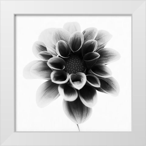 Dahlia White Modern Wood Framed Art Print by Gronkjar, Lotte