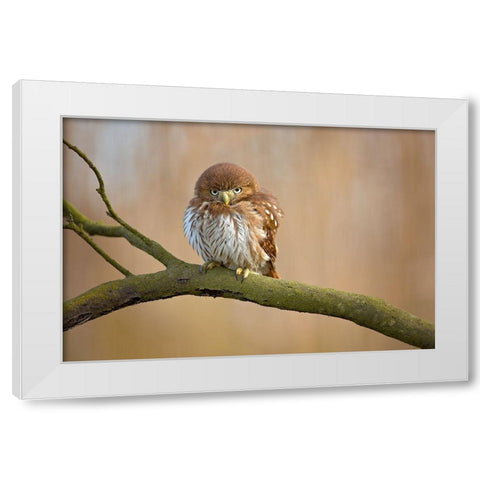 Ferruginous Pygmy Owl White Modern Wood Framed Art Print by Zygmunt, Milan