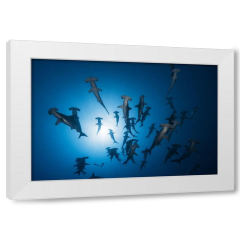 Hammerhead Shark - Underwater Photography White Modern Wood Framed Art Print by Gabriel, Barathieu