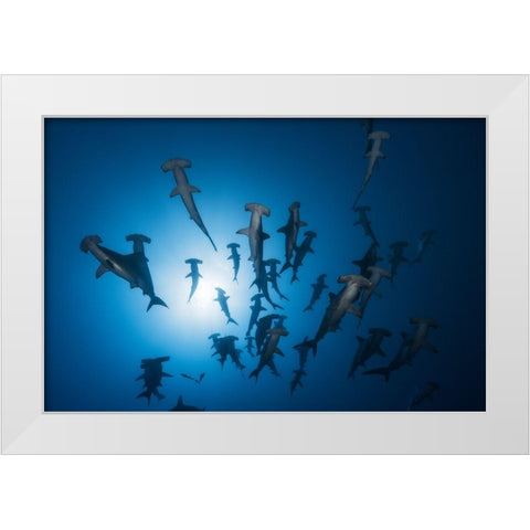 Hammerhead Shark - Underwater Photography White Modern Wood Framed Art Print by Gabriel, Barathieu