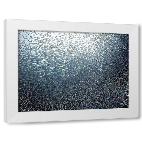 Sardines Firework White Modern Wood Framed Art Print by Jager, Henry