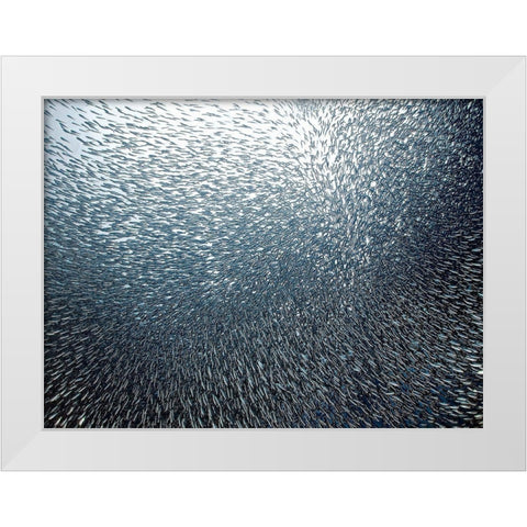 Sardines Firework White Modern Wood Framed Art Print by Jager, Henry