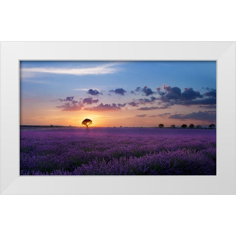 Lonely Tree In Valensole White Modern Wood Framed Art Print by Bugnone, Paolo