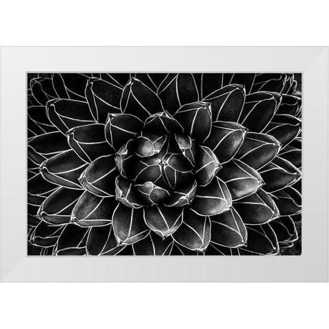 Natural Math White Modern Wood Framed Art Print by Valentina Patrascoiu, Monica