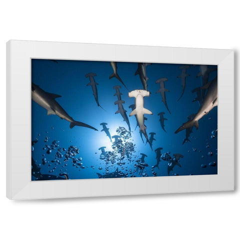 Hammerhead Shark White Modern Wood Framed Art Print by Gabriel, Barathieu