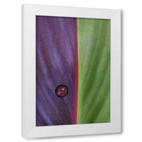 Canna White Modern Wood Framed Art Print by Clough, Stephen