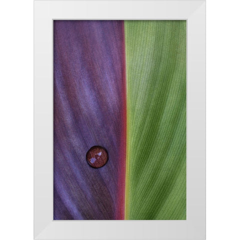 Canna White Modern Wood Framed Art Print by Clough, Stephen