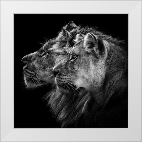 Lion And  Lioness Portrait White Modern Wood Framed Art Print by Lothare Dambreville, Laurent