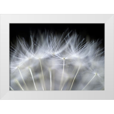 Blow It White Modern Wood Framed Art Print by Fallberg, Peter