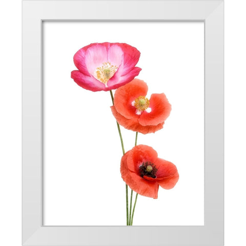 Colourful Poppies White Modern Wood Framed Art Print by Gronkjar, Lotte