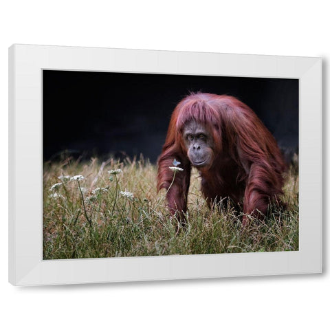 Orang-Utan With Butterfly. White Modern Wood Framed Art Print by Wilkinson, Hugh
