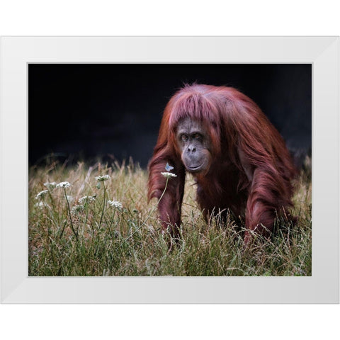 Orang-Utan With Butterfly. White Modern Wood Framed Art Print by Wilkinson, Hugh