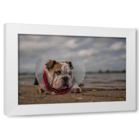 The Vet Gave Me This Collar...And I Am Not Happy With It! White Modern Wood Framed Art Print by Van Den, Gert