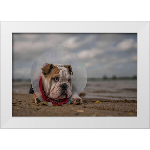 The Vet Gave Me This Collar...And I Am Not Happy With It! White Modern Wood Framed Art Print by Van Den, Gert