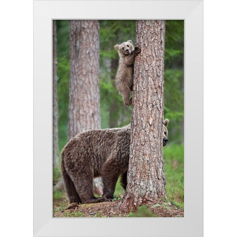 Be Carefully ! White Modern Wood Framed Art Print by Catta, Alessandro