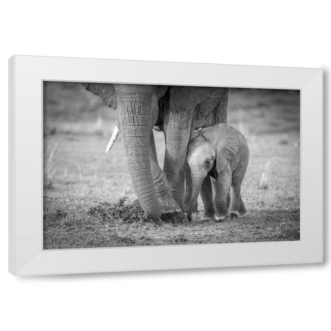 Baby 1 White Modern Wood Framed Art Print by C. Sink, Jeffrey