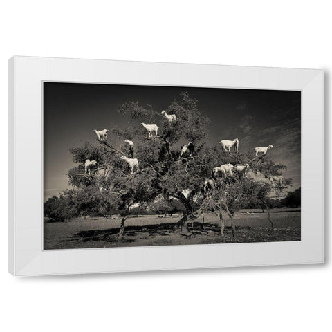 Argan Loving Goats White Modern Wood Framed Art Print by Puebla, Dario