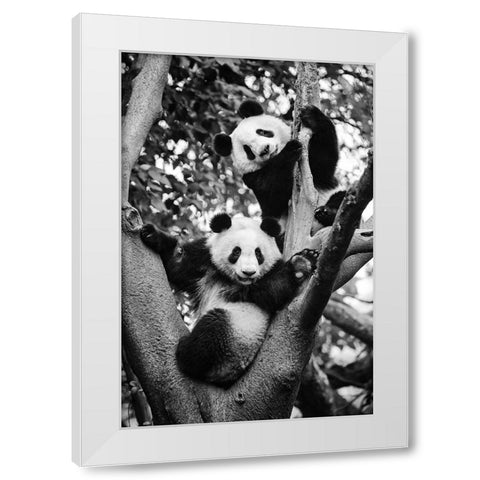Panda World 1 White Modern Wood Framed Art Print by Chengzhou, Zhou