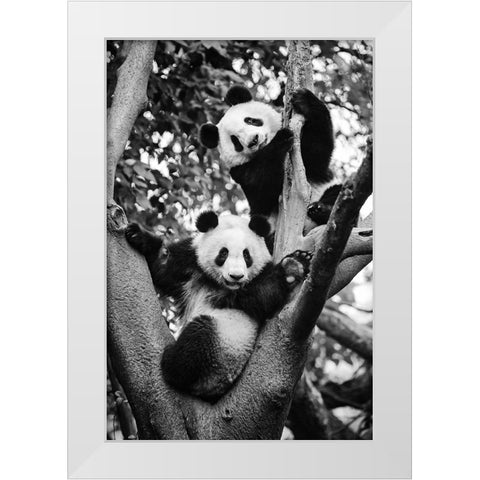 Panda World 1 White Modern Wood Framed Art Print by Chengzhou, Zhou