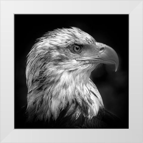 Majestic White Modern Wood Framed Art Print by Pfeiffer, Peter