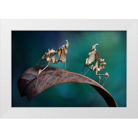 Alien Encounter White Modern Wood Framed Art Print by Hoffman, Jimmy