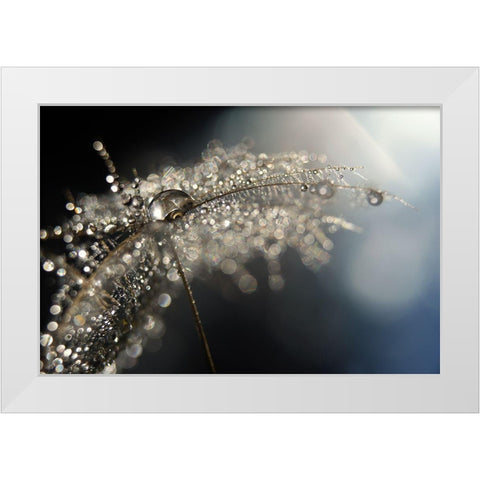 Reflection Explotion White Modern Wood Framed Art Print by Westum, Heidi