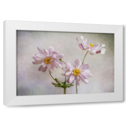 Anemones White Modern Wood Framed Art Print by Disher, Mandy