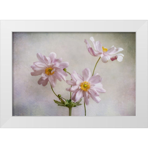 Anemones White Modern Wood Framed Art Print by Disher, Mandy