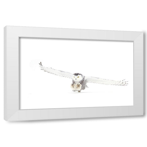 Snowy Owl Coming In For The Kill White Modern Wood Framed Art Print by Cumming, Jim