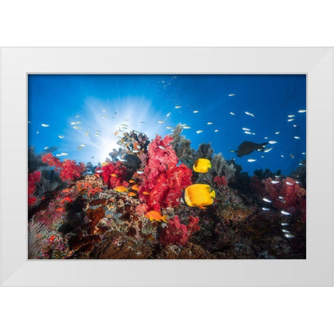Reef Life White Modern Wood Framed Art Print by Gabriel, Barathieu