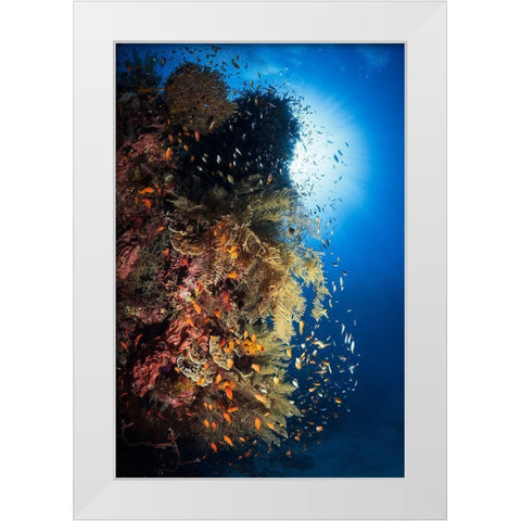 Life Explosion White Modern Wood Framed Art Print by Gabriel, Barathieu